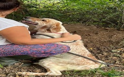 English Setter dogs for adoption: Quba  - Image 9