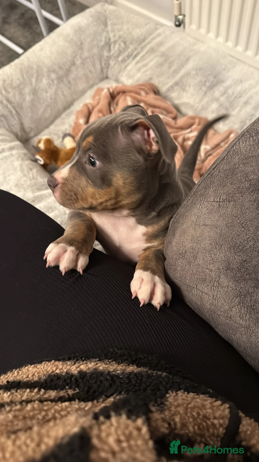 Mixed Breed dogs for sale: Beautiful female puppy - Advert 1