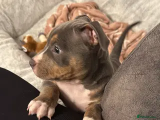 Mixed Breed dogs Beautiful female puppy - Advert 1