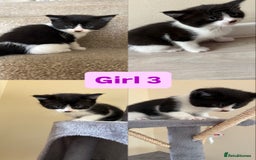 Domestic Shorthair cats for sale: Black and White Fluffy Kittens - Image 10