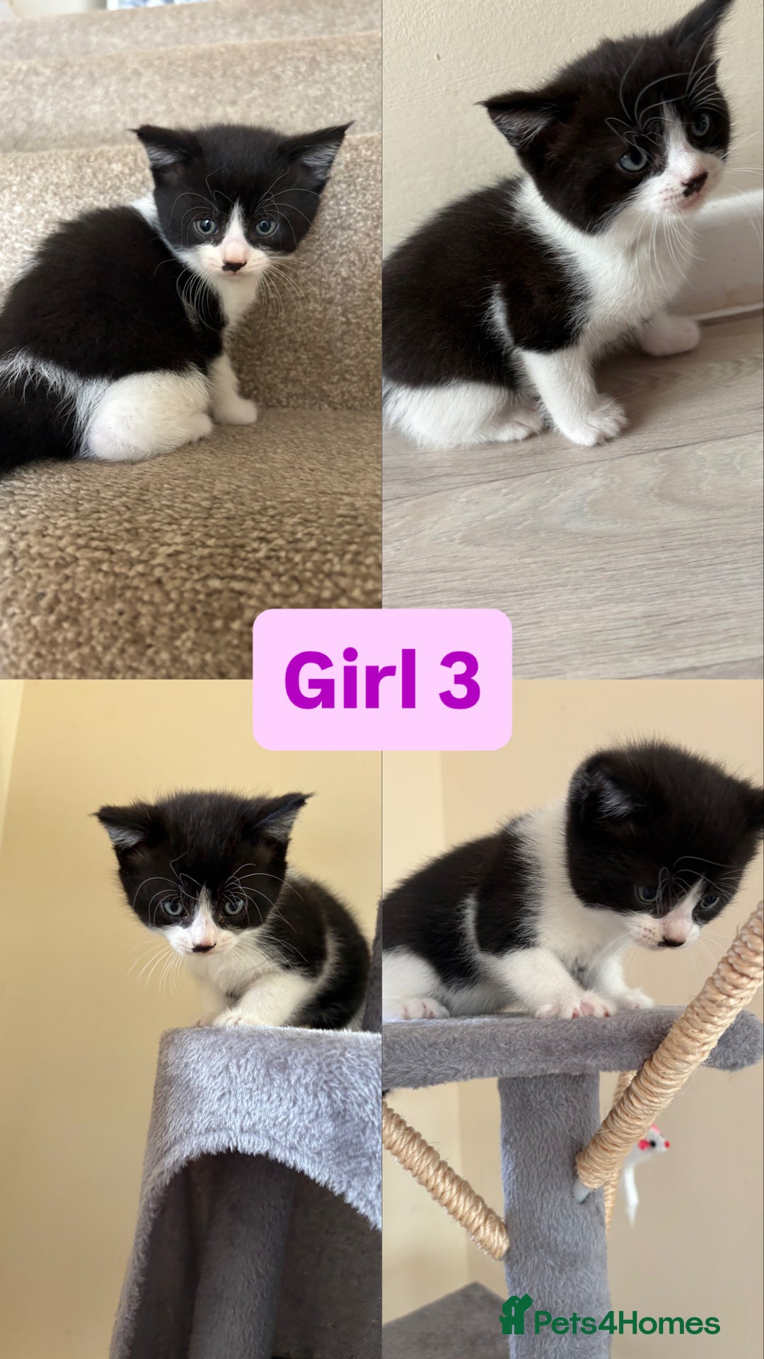 Domestic Shorthair cats for sale: Black and White Fluffy Kittens - Image 10