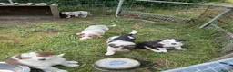 Border Collie dogs for sale: Border collie pups for sale in Bishop Auckland - Advert 2