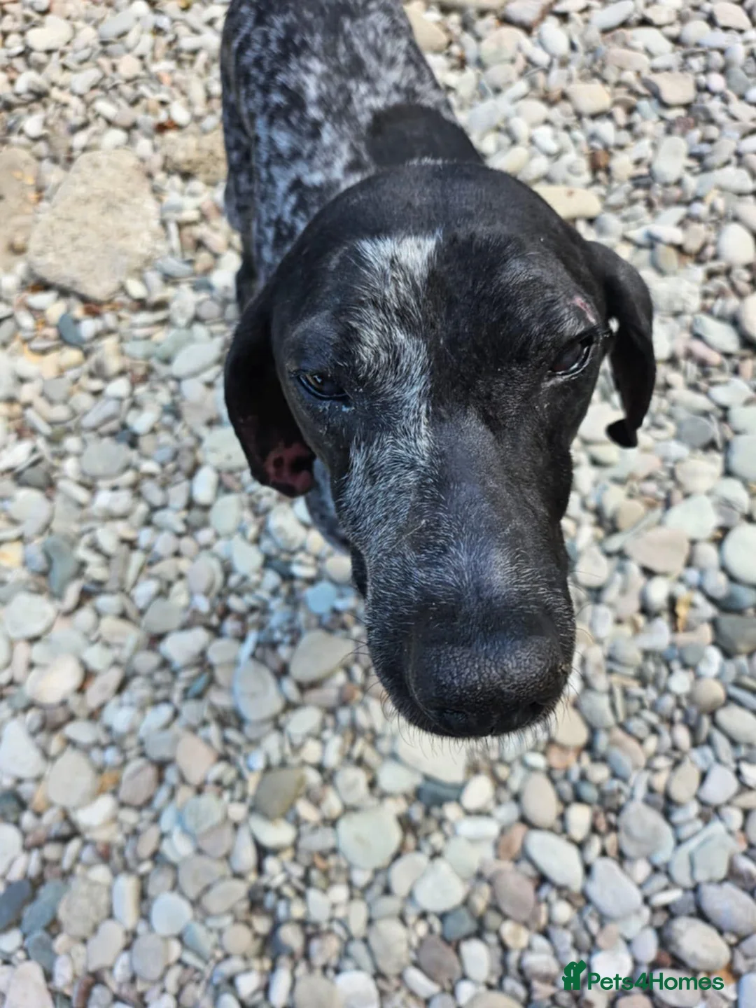 Mixed Breed dogs for adoption: ROSA🌹🐾 in Hengoed - Advert 1