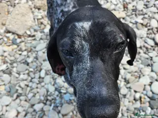 Mixed Breed dogs ROSA🌹🐾 - Advert 3