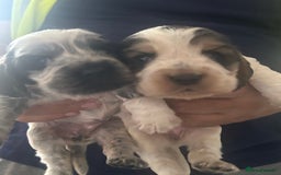 Cocker Spaniel dogs for sale: 🔥 rare coloured show type cocker spaniels  - Image 7