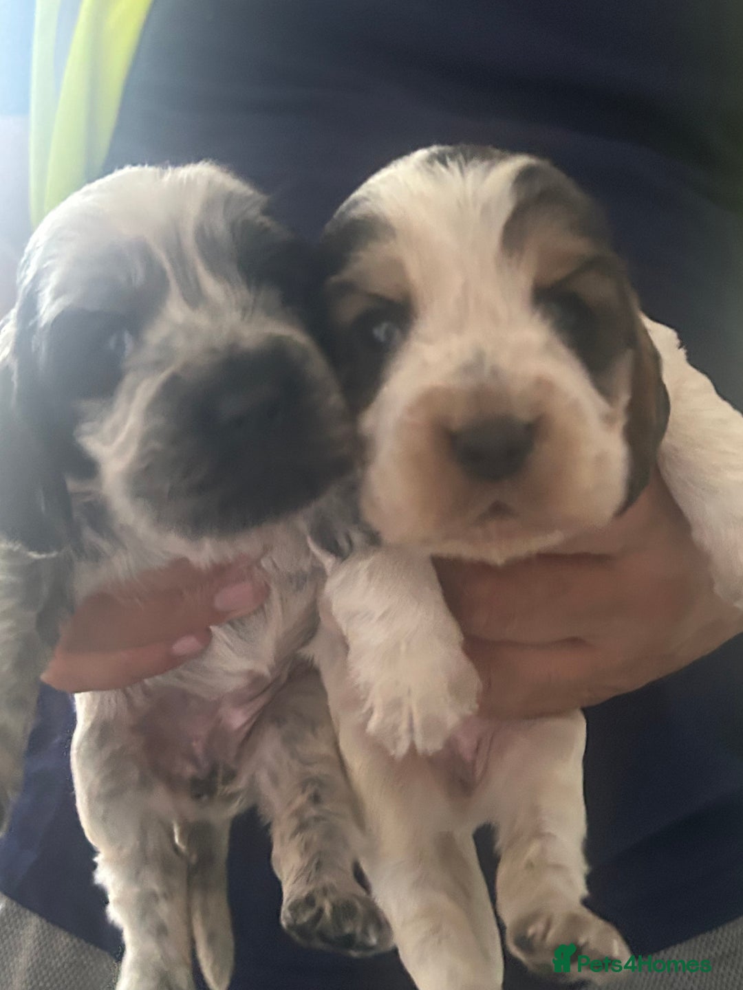 Cocker Spaniel dogs for sale: 🔥 rare coloured show type cocker spaniels  - Image 7