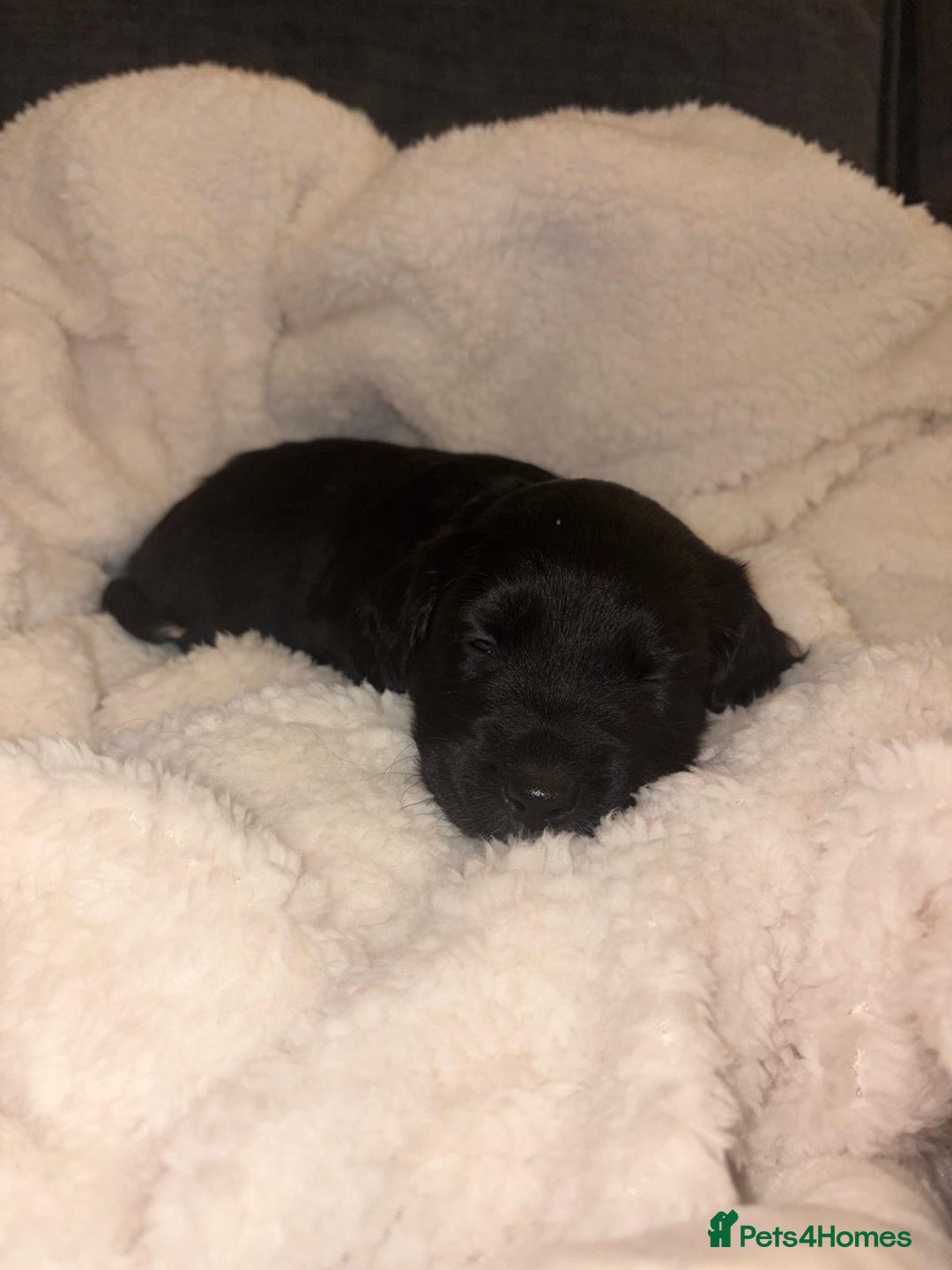 Sprollie dogs for sale: Sprollie  - Advert 15