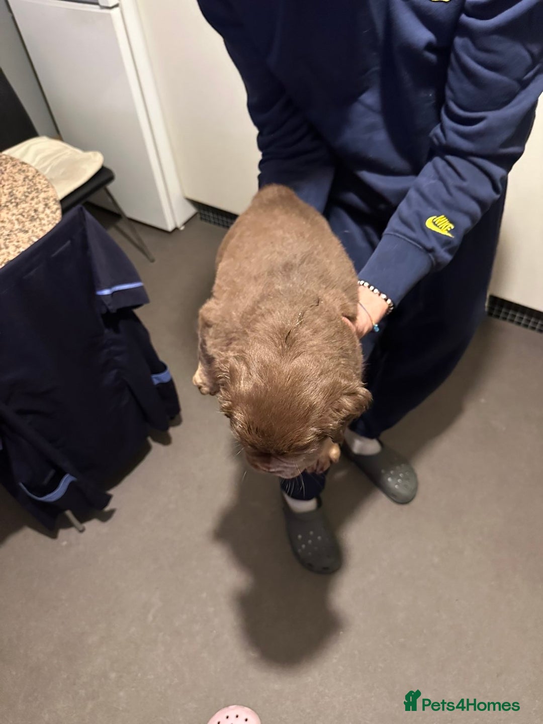 Mixed Breed dogs for sale: FLUFFY OLD TYME ENGLISH BULLDOG  - Advert 17