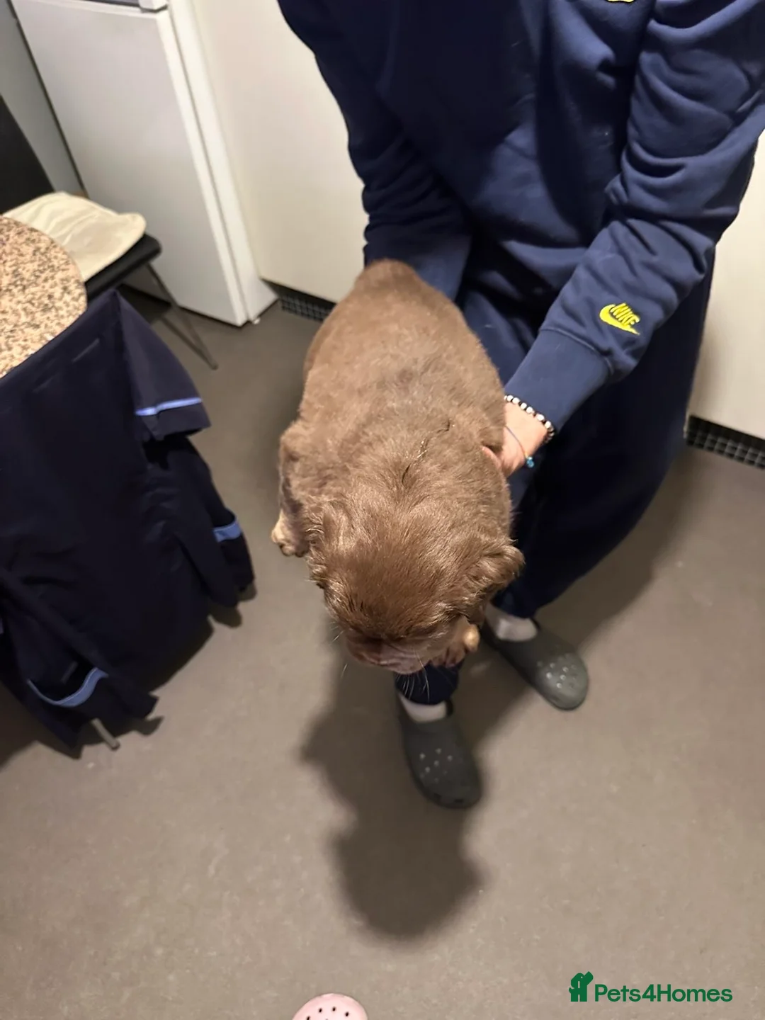 Mixed Breed dogs for sale: FLUFFY OLD TYME ENGLISH BULLDOG  - Advert 17