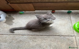 Maine Coon cats for sale: 3 Beautiful Main Coon - Image 15