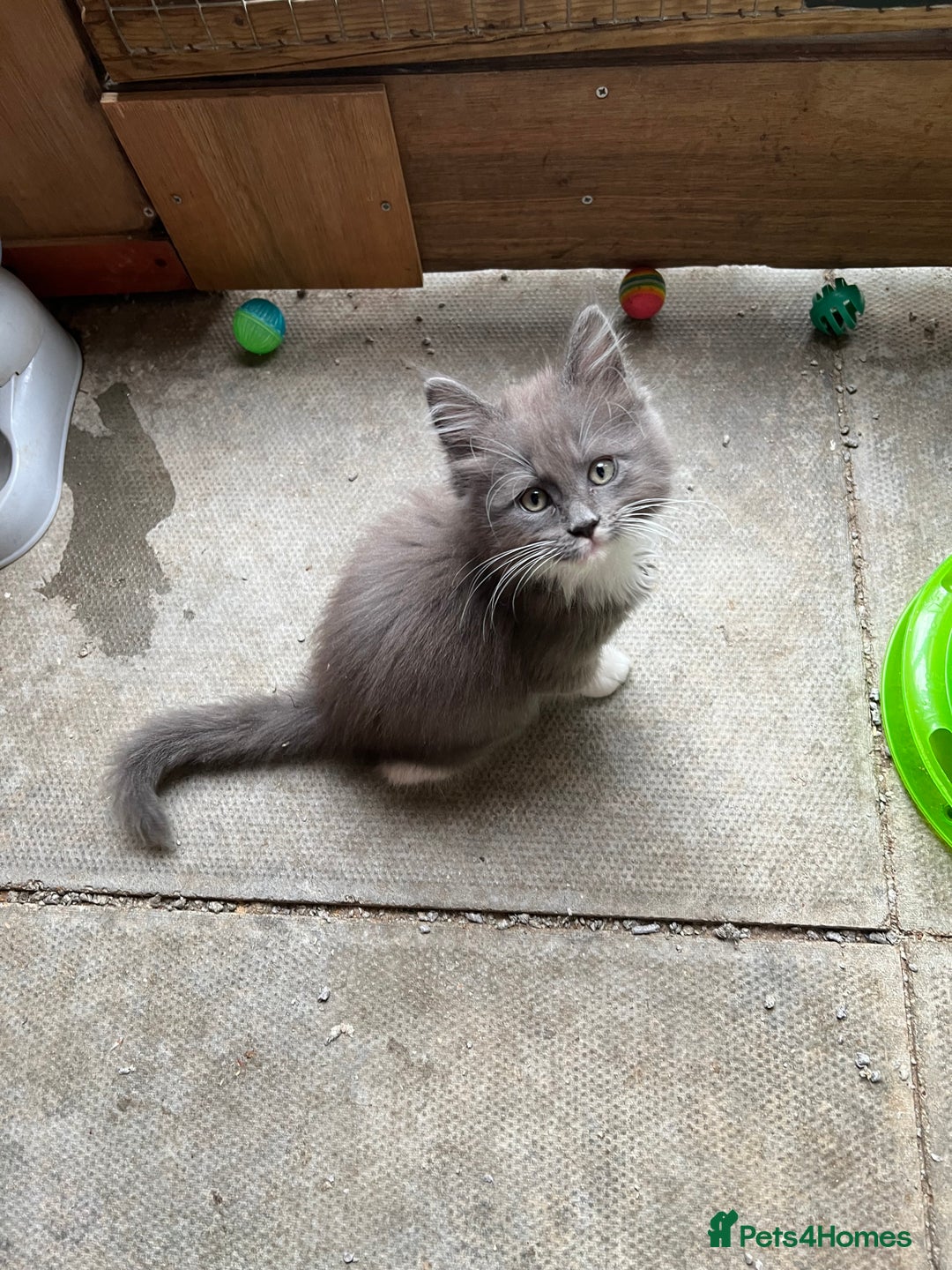 Maine Coon cats for sale: 3 Beautiful Main Coon - Image 15