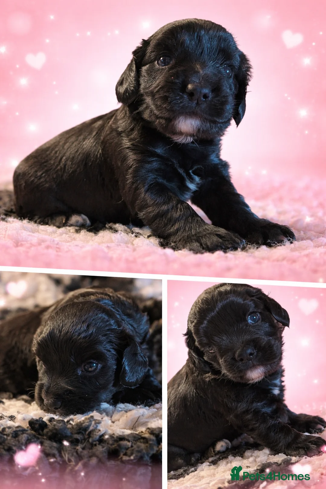 Cocker Spaniel dogs for sale: 2 female working cocker spaniels remaming  - Advert 1