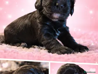 Cocker Spaniel dogs 2 female working cocker spaniels remaming - Advert 1