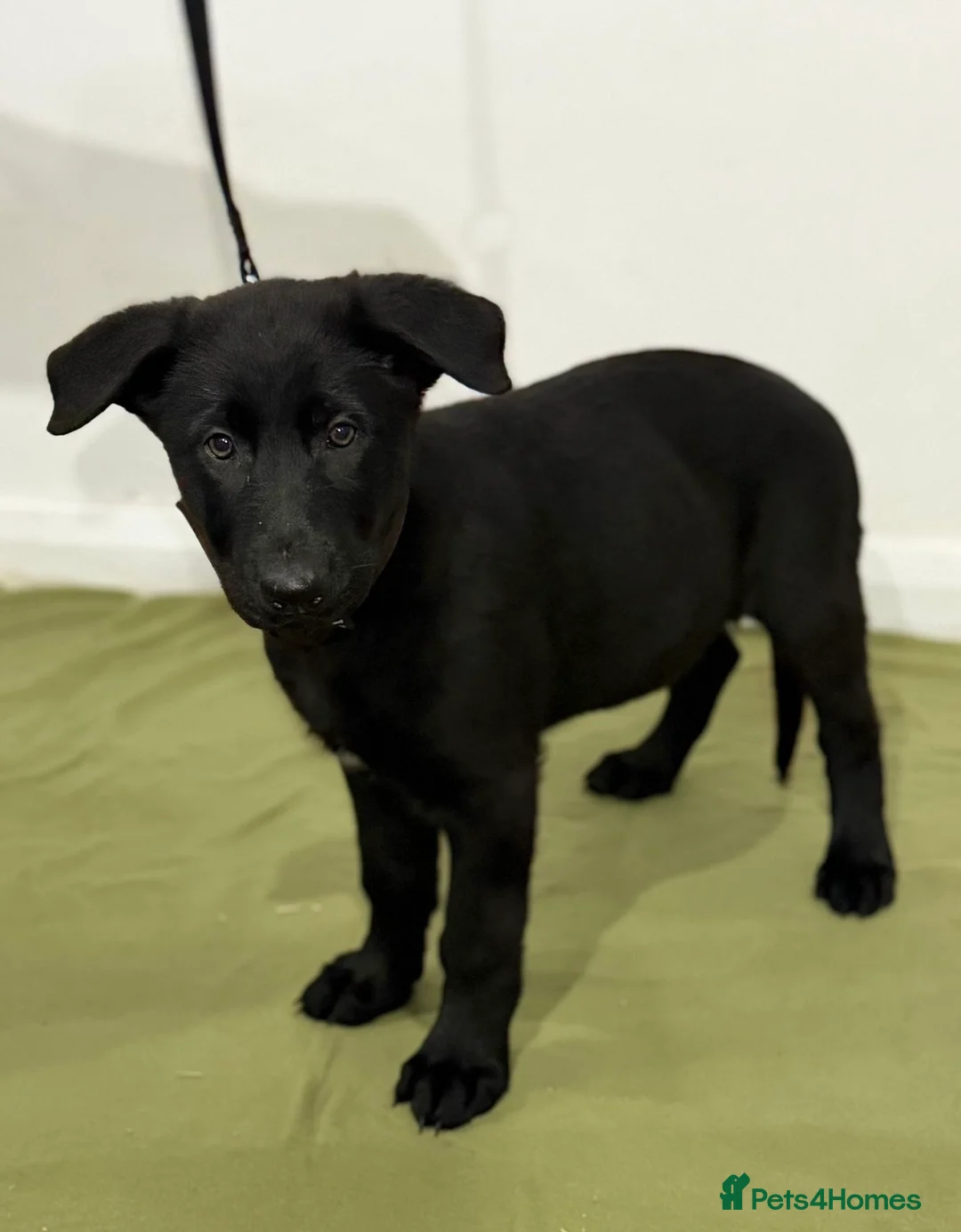 German Shepherd dogs for sale: DDR Working Line GSD Puppies Rare Working Lines - Advert 30