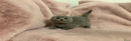 Scottish Fold cats for sale: Chunky Scottish fold kittens - Advert 7