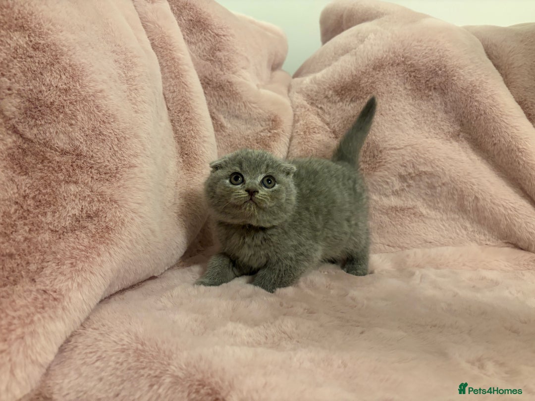 Scottish Fold cats for sale: Chunky Scottish fold kittens - Advert 7