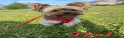 Yorkshire Terrier dogs for sale: Beautiful small Yorkshire Terrier Pedigree  in Peterborough - Advert 5