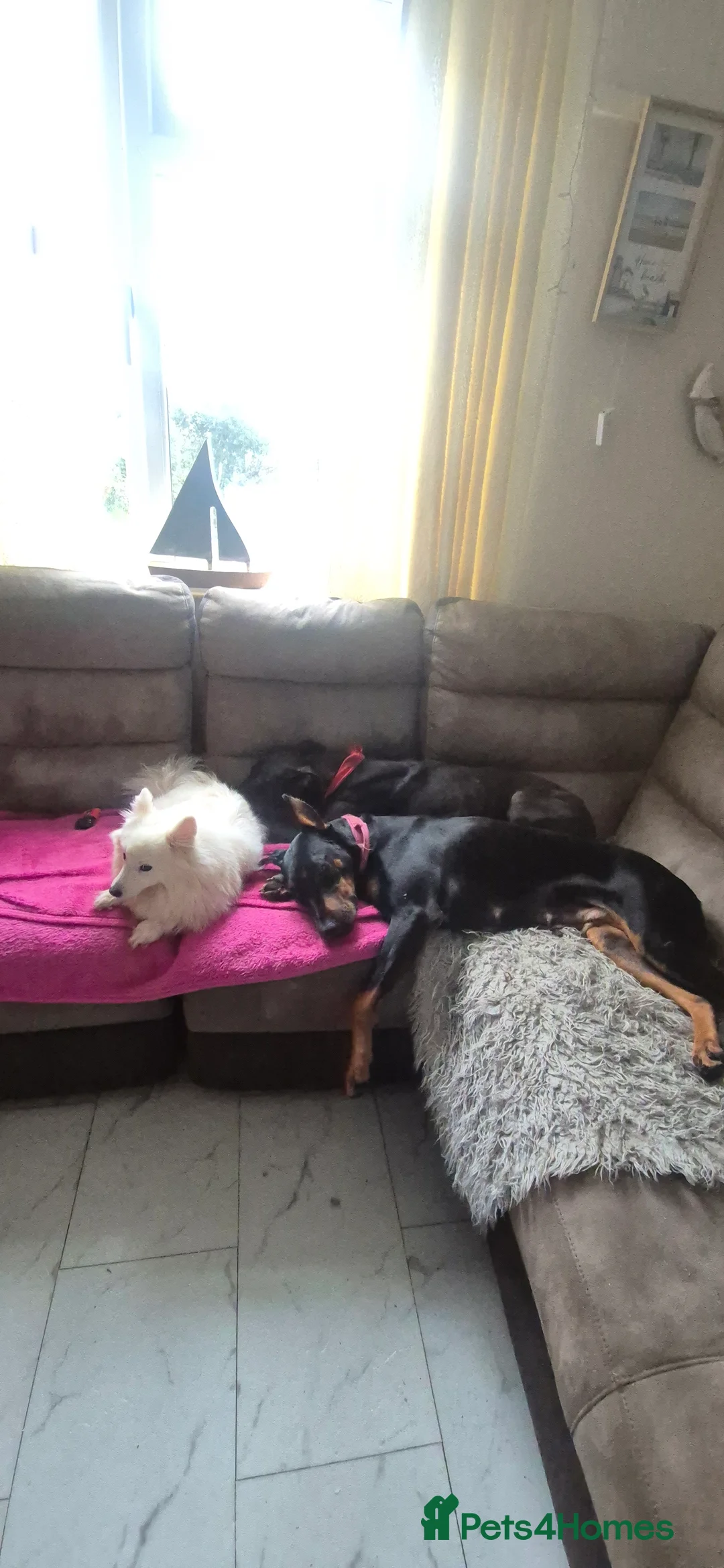 Dobermann dogs for sale: Stunning European Doberman  - Advert 2