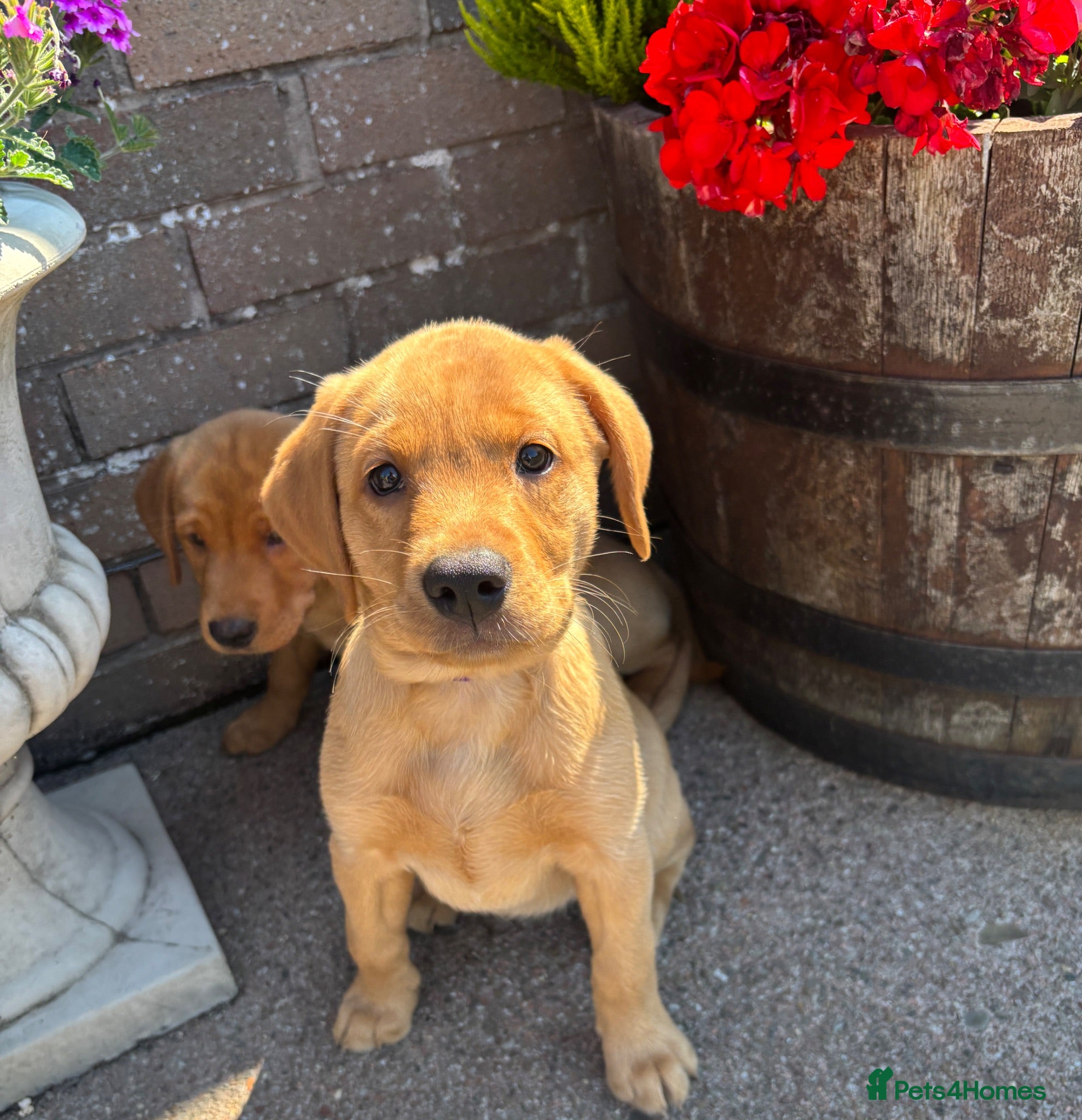 Labrador Retriever dogs Stunning Red Fox & Golden Labrador Puppies - Advert 2