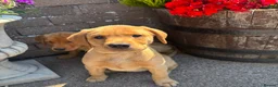 Labrador Retriever dogs for sale: Stunning Fox Red & Golden Labrador Puppies - Advert 5