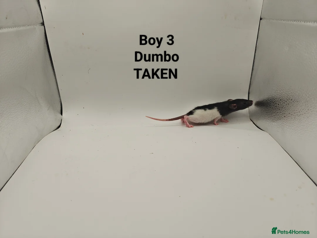 Rat rodents for sale: DEC: 24 Rats (3 Rats: 3 Boys Left) - Advert 4