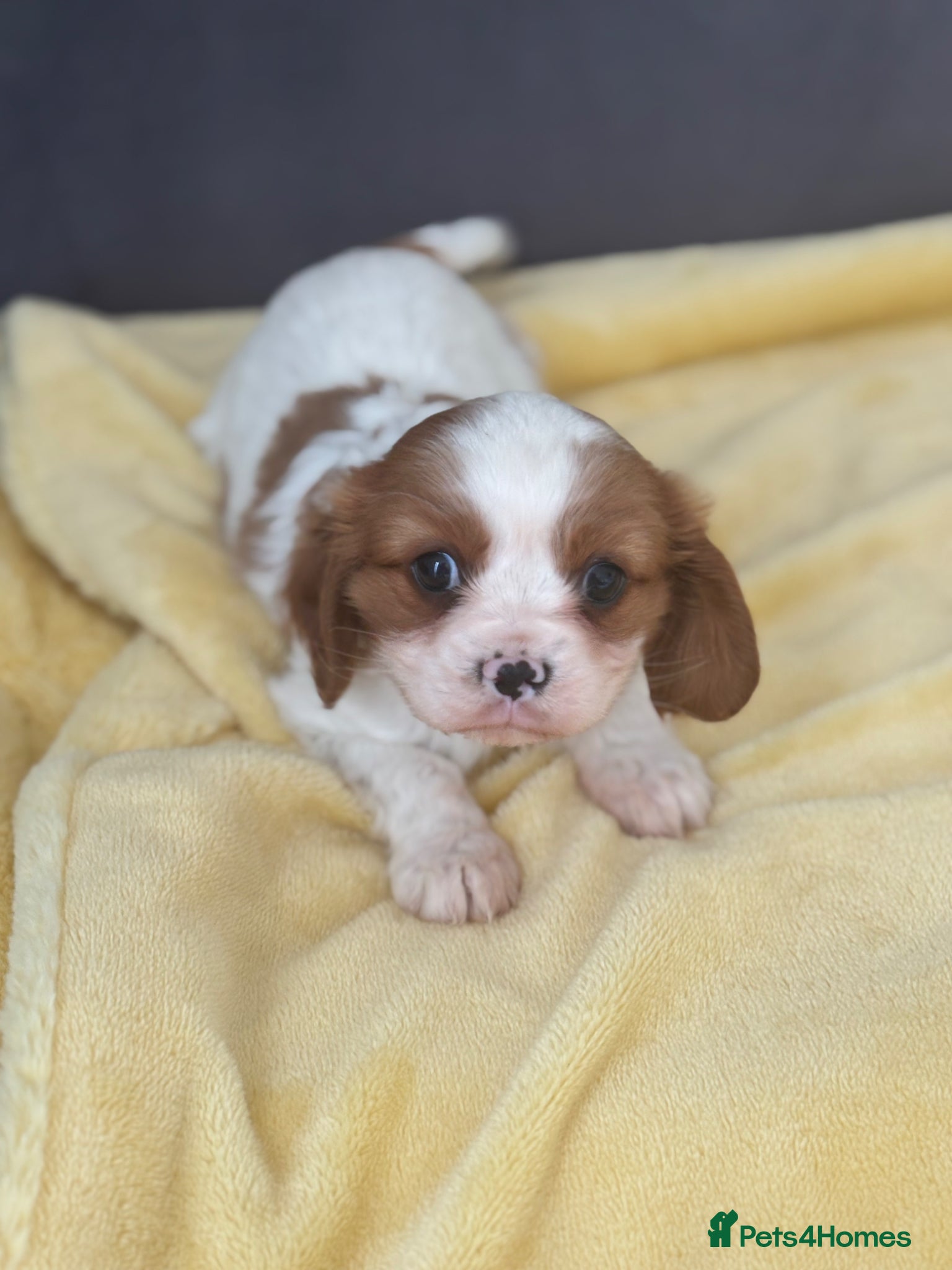 Cavalier King Charles Spaniel dogs Cavalier King Charles spaniel - Advert 5