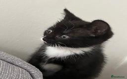 Domestic Shorthair cats for sale: Kitten male for sale - Image 5
