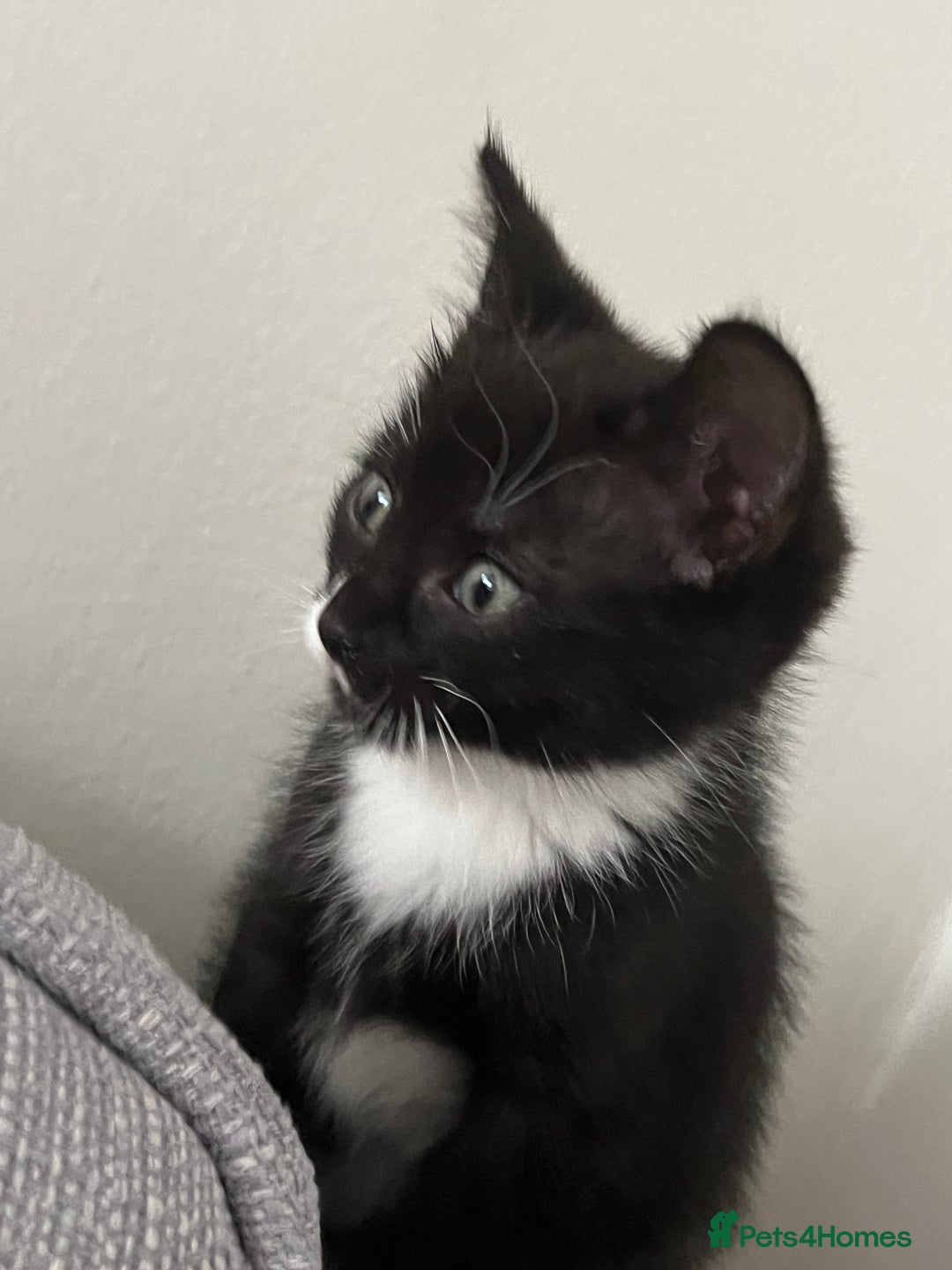Domestic Shorthair cats for sale: Kitten male for sale - Image 5