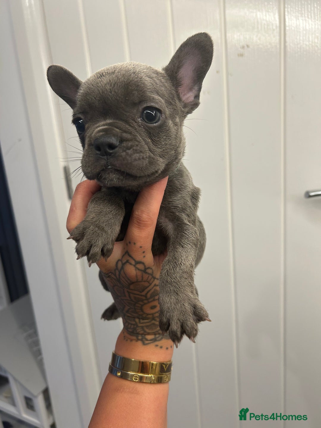French Bulldog dogs for sale: Ready to go! Beautiful French bulldogs  - Image 17