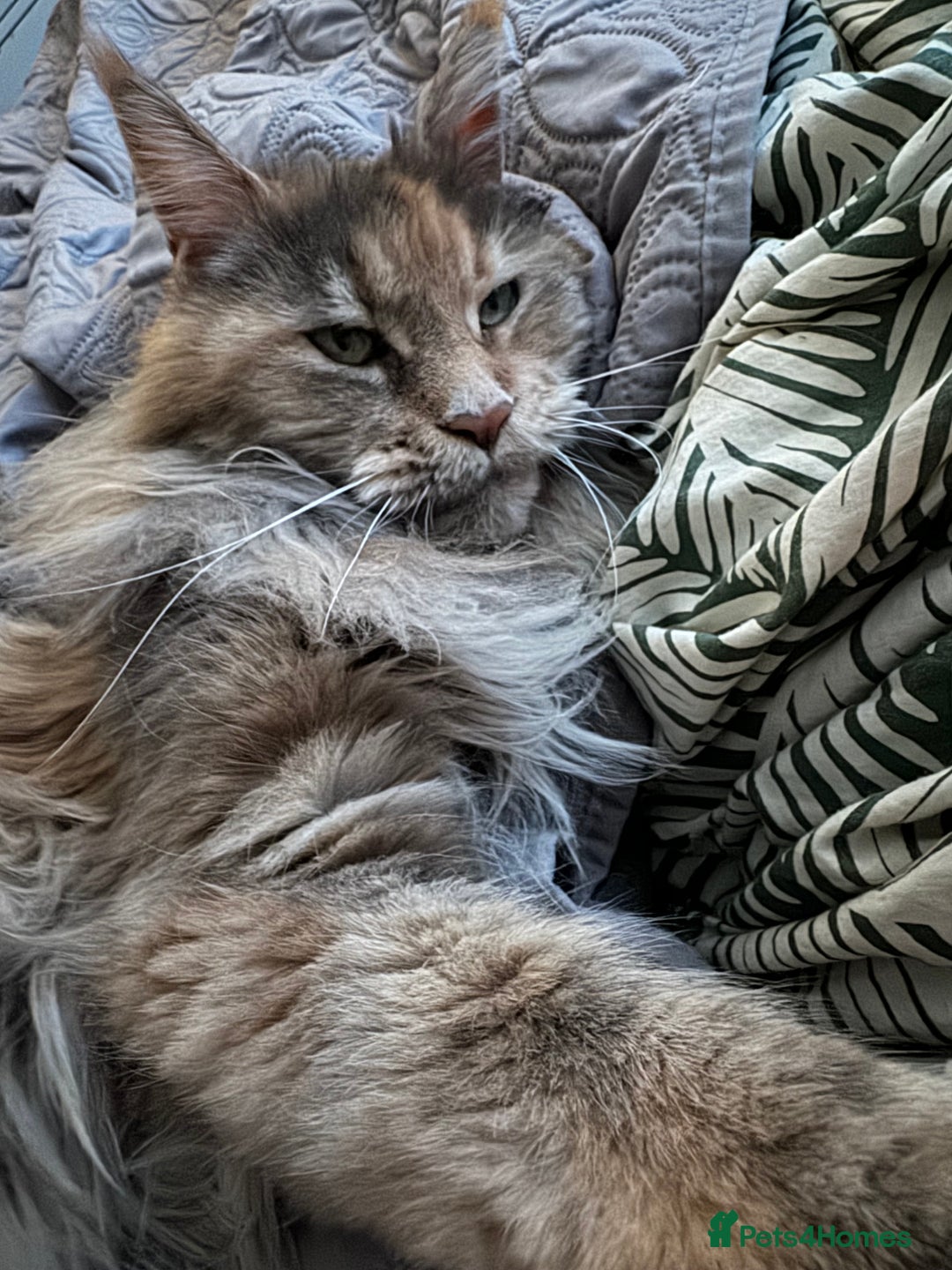 Maine Coon cats for sale: Retired Maine coon  - Advert 5