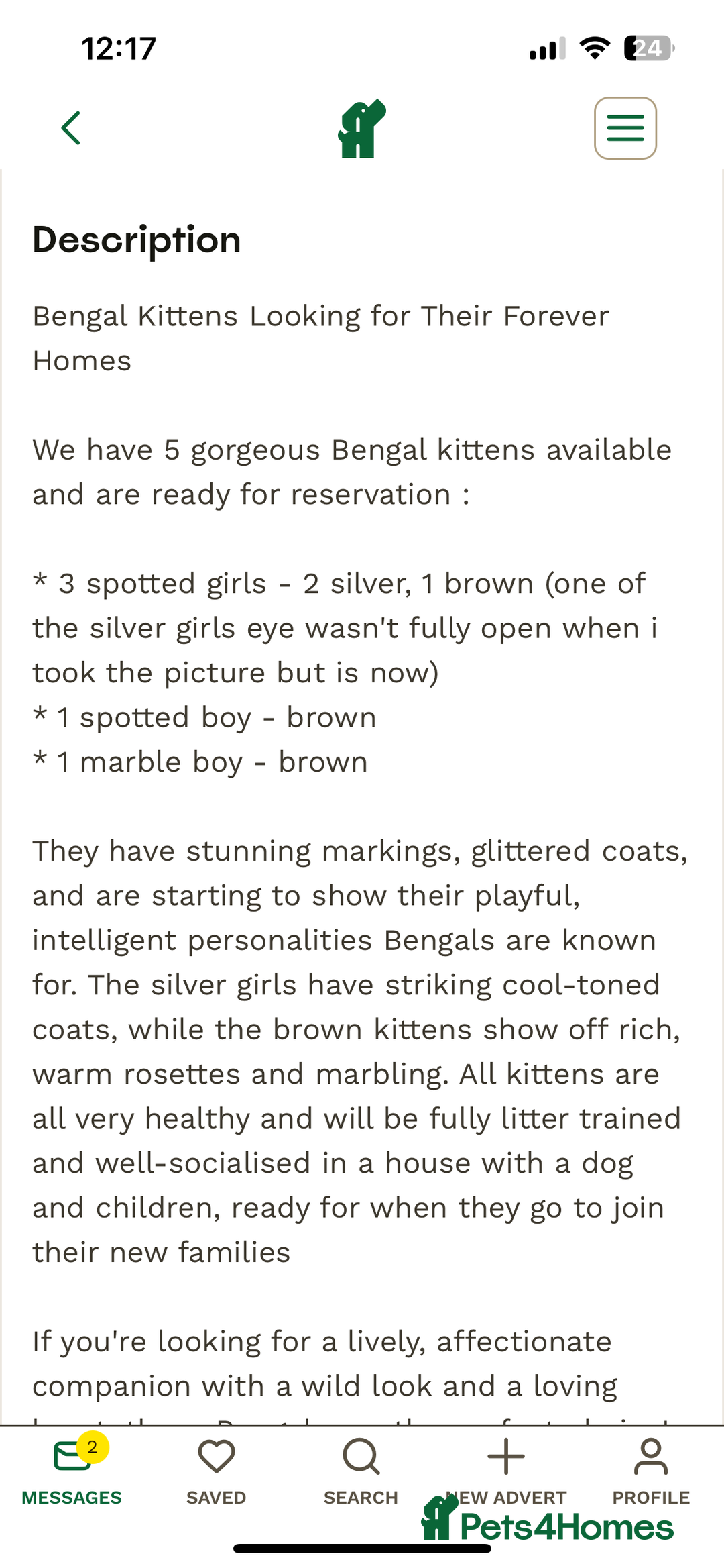 Bengal cats for sale: SCAMER DONT INTERACT  - Image 5