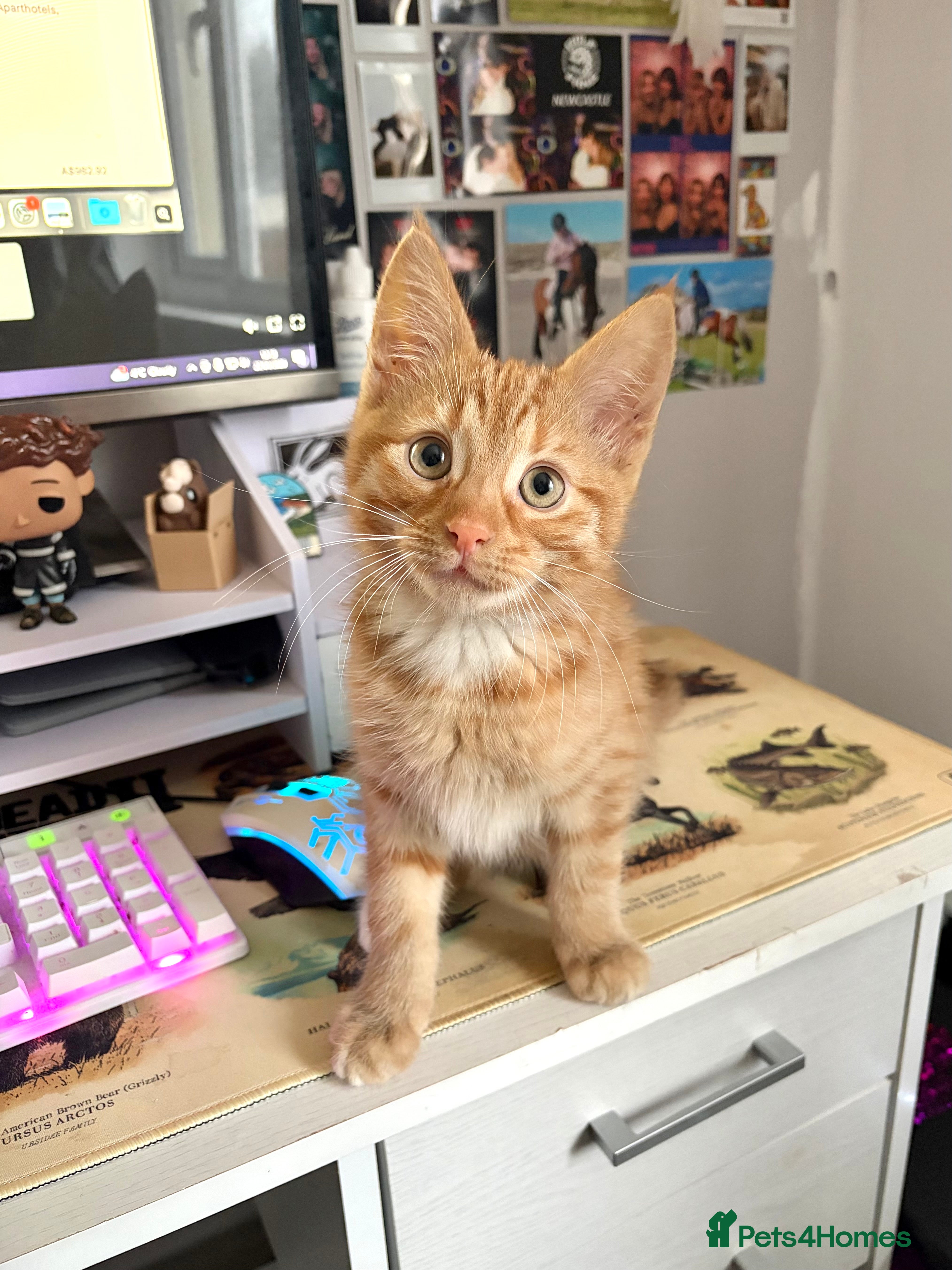 Mixed Breed cats Gorgeous Ginger Kitten - Advert 1