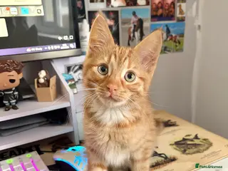 Mixed Breed cats Gorgeous Ginger Kitten - Advert 1