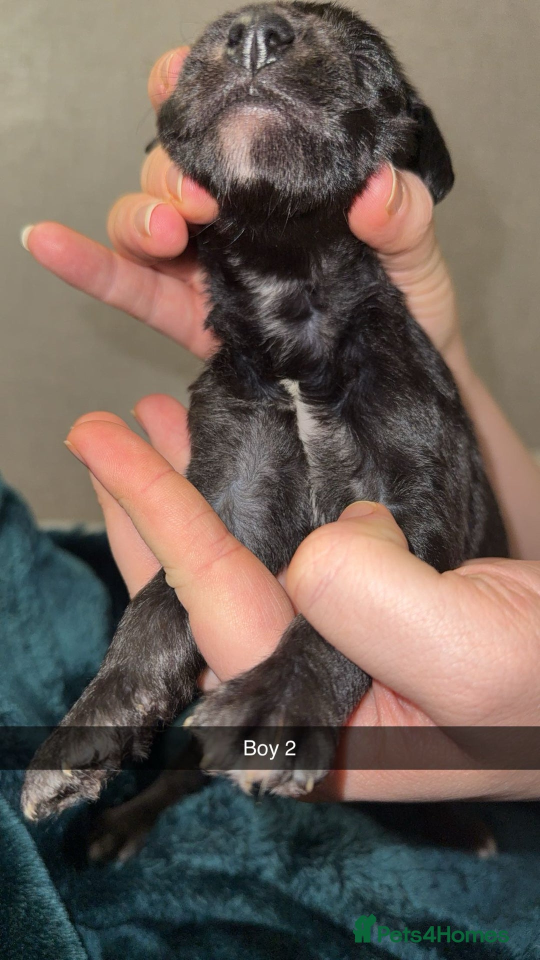 Lurcher dogs for sale: Bedding x whippet pups  - Advert 10