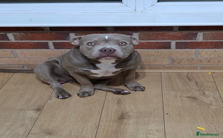American Bully dogs - Advert 1