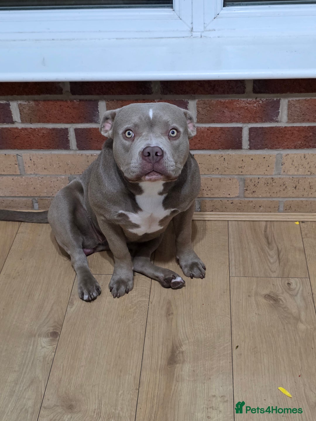 American Bully dogs for sale: American bully  - Image 1