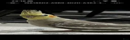 Cockatiels birds for sale: TWO COCKATIEL + cage + food in Leicester - Advert 2
