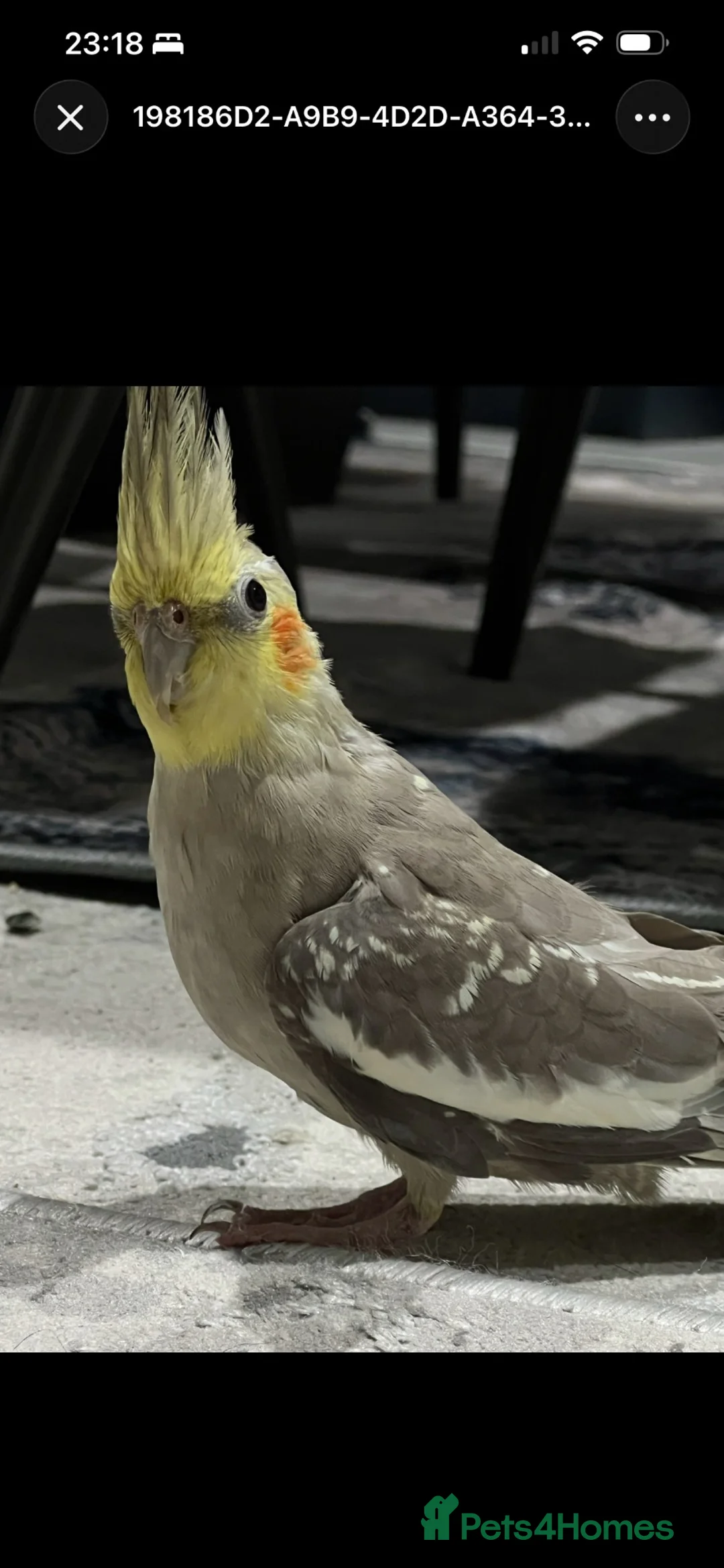 Cockatiels birds for sale: TWO COCKATIEL + cage + food in Leicester - Advert 2