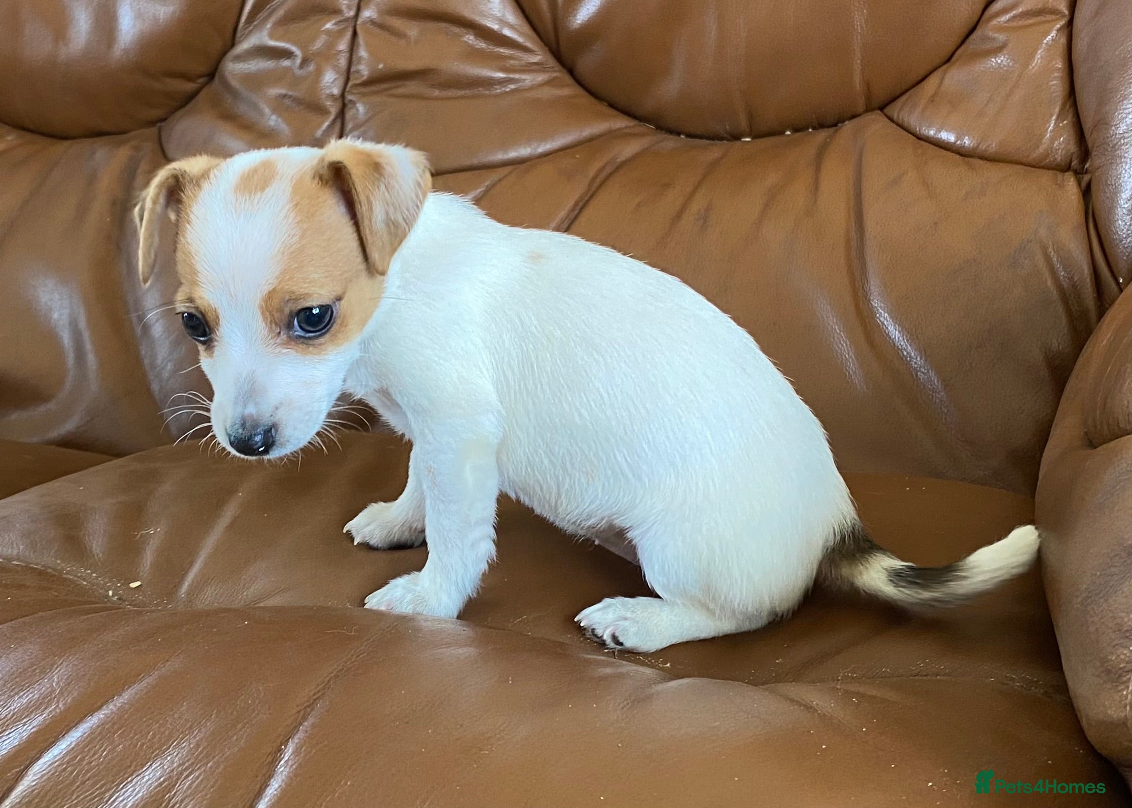 Jack Russell dogs Jack russell puppies READY NOW - Advert 4