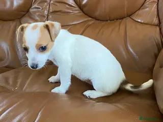 Jack Russell dogs Jack russell puppies READY NOW - Advert 4