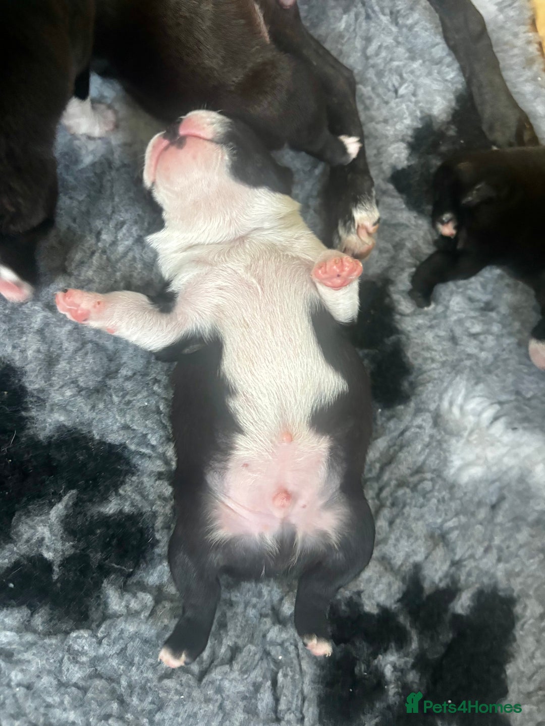 Boston Terrier dogs for sale: Beautiful Boston Terrier Puppies  - Image 25