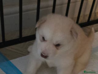 Alaskan Malamute dogs Beautiful Alaskan Malamute Puppies - Advert 1