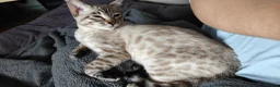 Bengal cats for sale: Gorgeous snow Bengal boy - Advert 8