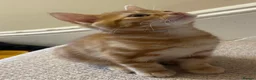 Mixed Breed cats for sale: Lovelo Ginger Kitten - Advert 2