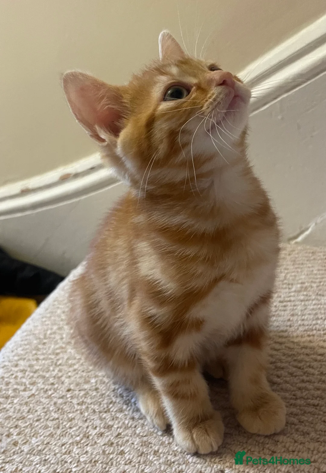 Mixed Breed cats for sale: Lovelo Ginger Kitten - Advert 2