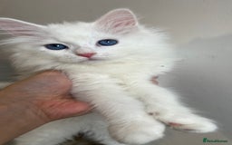 Siberian cats for sale: Pure White Siberian kittens. Ready Now.  - Image 3