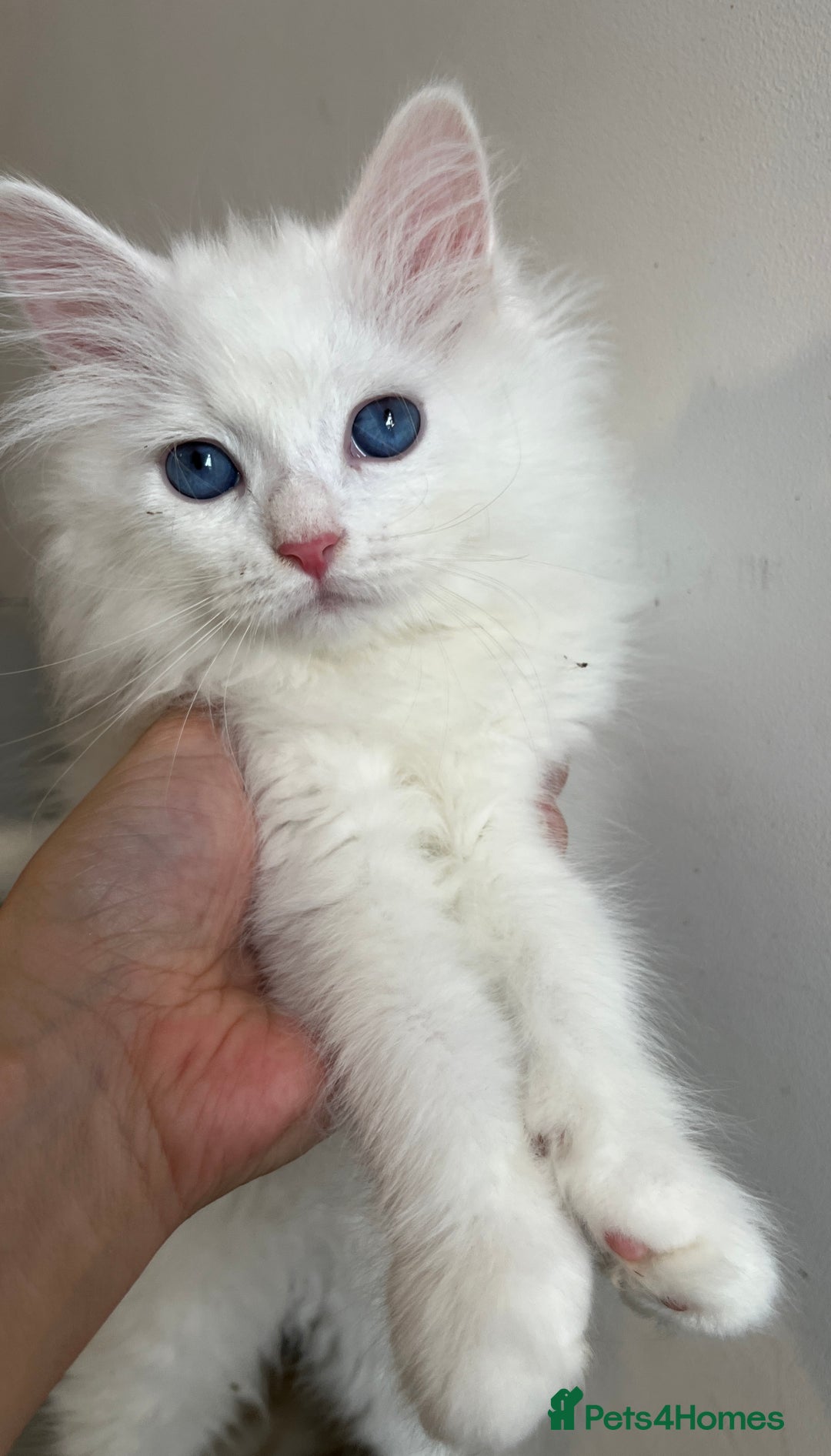 Siberian cats for sale: Pure White Siberian kittens. Ready Now.  - Image 3