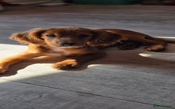 Cocker Spaniel dogs for sale: Luna cocker-spaniel  - Image 3