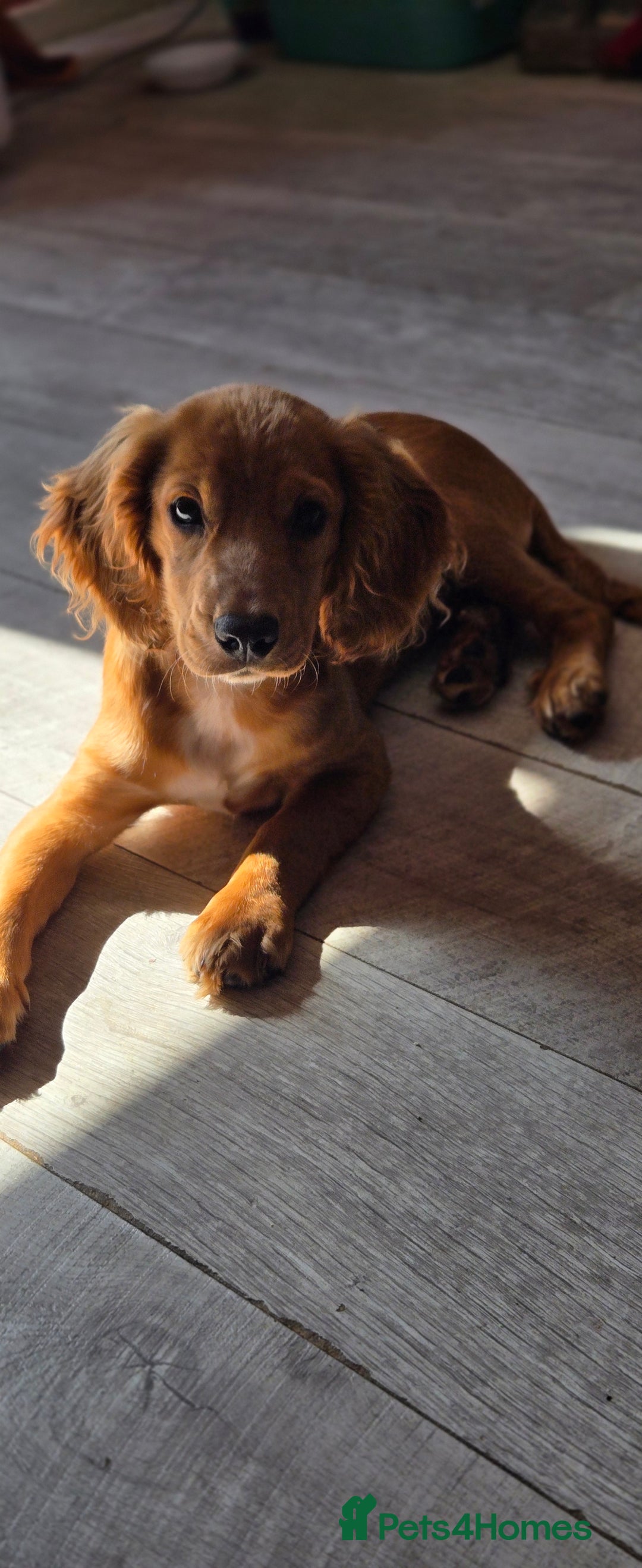 Cocker Spaniel dogs for sale: Luna cocker-spaniel  - Image 3