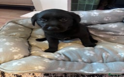 Labrador Retriever dogs for sale: Labrador puppies - Advert 3